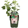Ribes uva-crispa Captivator | Rode kruisbes | 40 cm hoog | 13 cm pot