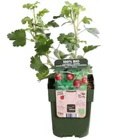 Ribes uva-crispa Captivator | Rode kruisbes | 40 cm hoog | In 13 cm pot | Bijna doornloze fruitstruik