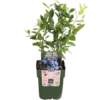 BIO blauwe bes Brigitta Blue | 13 cm pot | 40 cm hoog