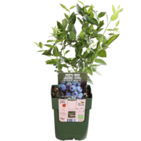 BIO blauwe bes Vaccinium corymbosum 'Brigitta Blue' | 40 cm hoog | 13 cm pot | Biologische fruitstruik