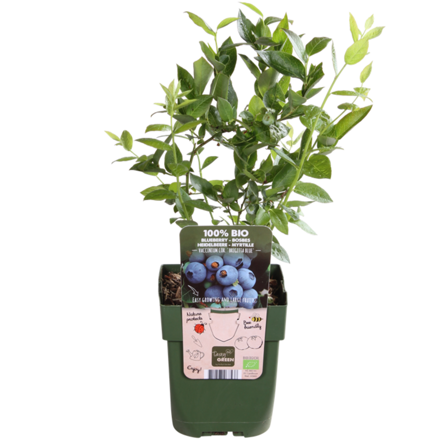 BIO blauwe bes Vaccinium corymbosum 'Brigitta Blue' | 40 cm hoog | 13 cm pot | Biologische fruitstruik