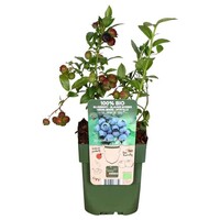 BIO Vaccinium corymbosum 'Reka' | Blauwe bes | 40 cm hoog | In 13 cm pot | Sterke fruitstruik