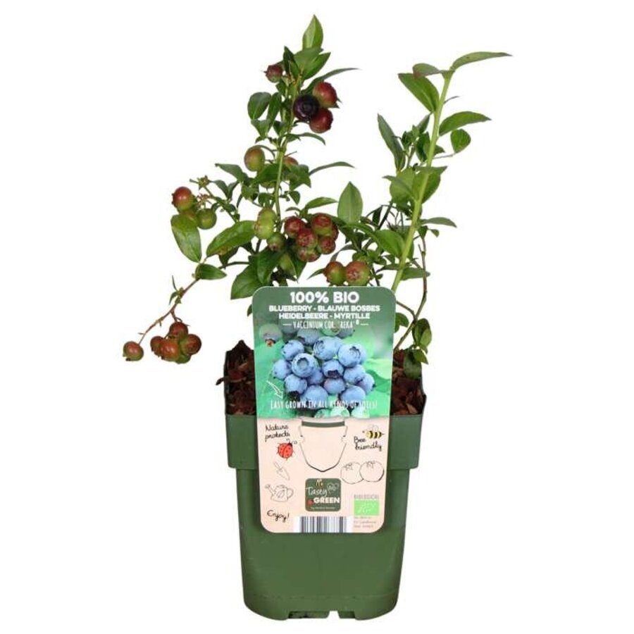 BIO Vaccinium corymbosum 'Reka' | Blauwe bes | 40 cm hoog | In 13 cm pot | Sterke fruitstruik