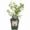 BIO Vaccinium corymbosum 'Blue Dessert' | Blauwe bes | 40 cm hoog | 13 cm pot