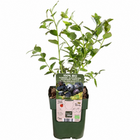 BIO Vaccinium corymbosum 'Blue Dessert' | Blauwe bes | 40 cm hoog | In 13 cm pot | Compacte fruitstruik