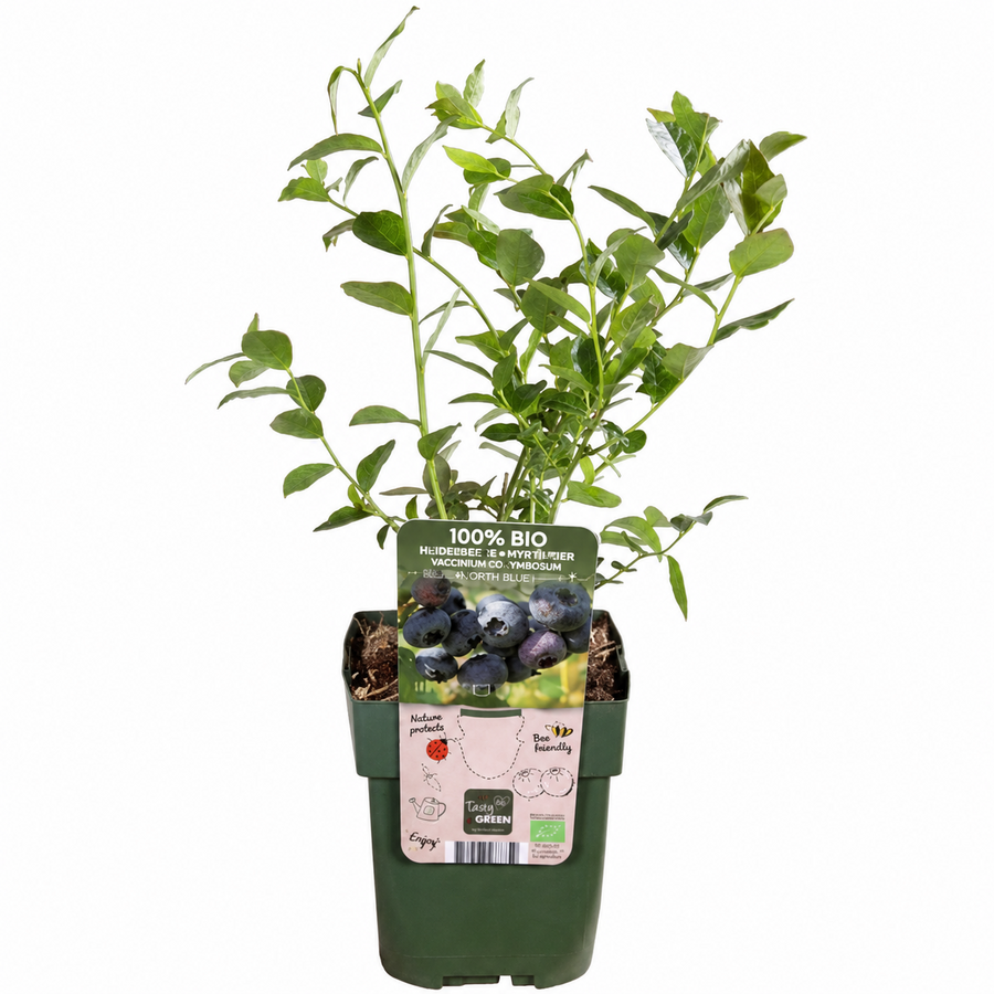BIO Vaccinium corymbosum 'Blue Dessert' | Blauwe bes | 40 cm hoog | In 13 cm pot | Compacte fruitstruik