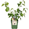 BIO Morus Nigra Mulle | Zwarte moerbei | 40 cm hoog | 13 cm pot