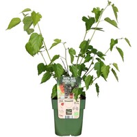 BIO Morus Nigra Mulle | Zwarte moerbei | 40 cm hoog | In 13 cm pot | Eetbare fruitboom
