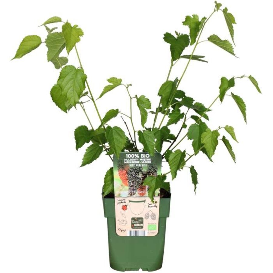 BIO Morus Nigra Mulle | Zwarte moerbei | 40 cm hoog | In 13 cm pot | Eetbare fruitboom