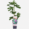 Ficus gustissimo Perretta Twotimer | Vijgenboom | 70 cm hoog | 15 cm pot
