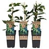 Actinidia arguta Issai | Kiwibes | 70 cm hoog | 15 cm pot