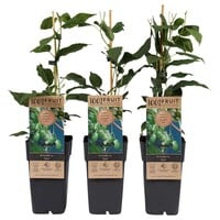 ctinidia arguta Issai | Zelfbestuivende kiwibes | 70 cm hoog | In 15 cm pot