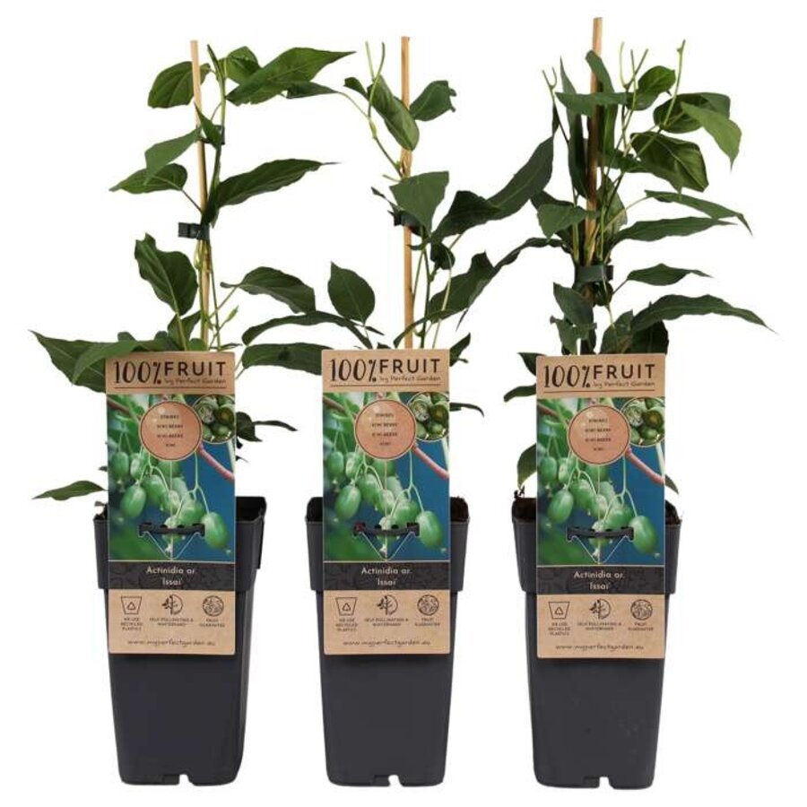 ctinidia arguta Issai | Zelfbestuivende kiwibes | 70 cm hoog | In 15 cm pot