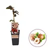 Corylus avellana 'Rode Zellernoot' | Hazelnoot | 70 cm hoog | 15 cm pot