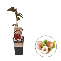 Corylus avellana 'Rode Zellernoot' | Hazelnootstruik | 70 cm hoog | In 15 cm pot | Roodbladige fruitstruik