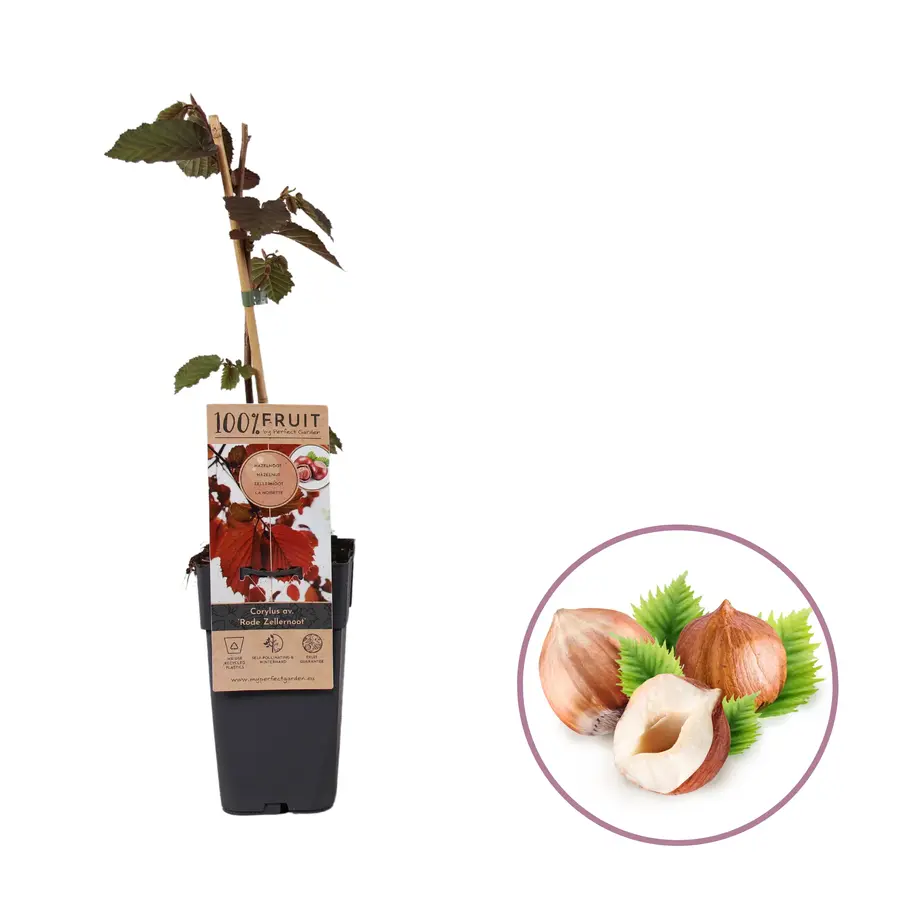 Corylus avellana 'Rode Zellernoot' | Hazelnootstruik | 70 cm hoog | In 15 cm pot | Roodbladige fruitstruik