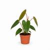Philodendron erubescens | 12 cm pot | 50 cm hoog