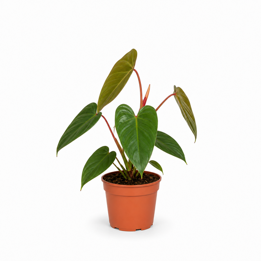 Philodendron erubescens klimplant | 12 cm pot | circa 50 cm hoog bij levering