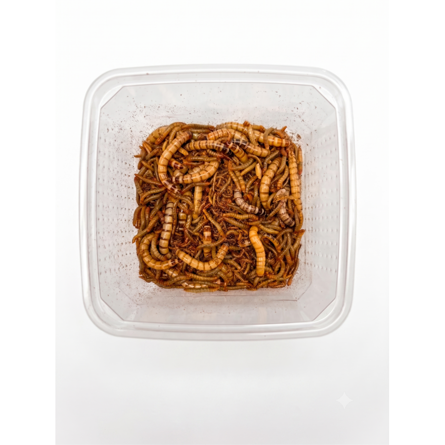Levende voederwormen mix met meelwormen, moriowormen en buffalowormen 50 g