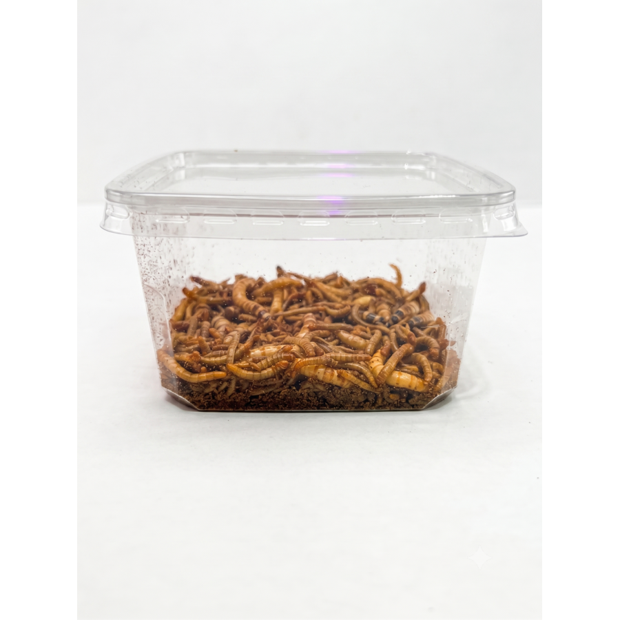 Levende voederwormen mix met meelwormen, moriowormen en buffalowormen 50 g