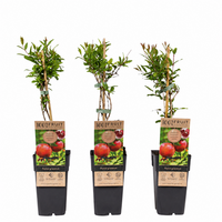 Punica granatum granaatappel | 50 cm hoog | In 15 cm pot | Mediterrane fruitstruik