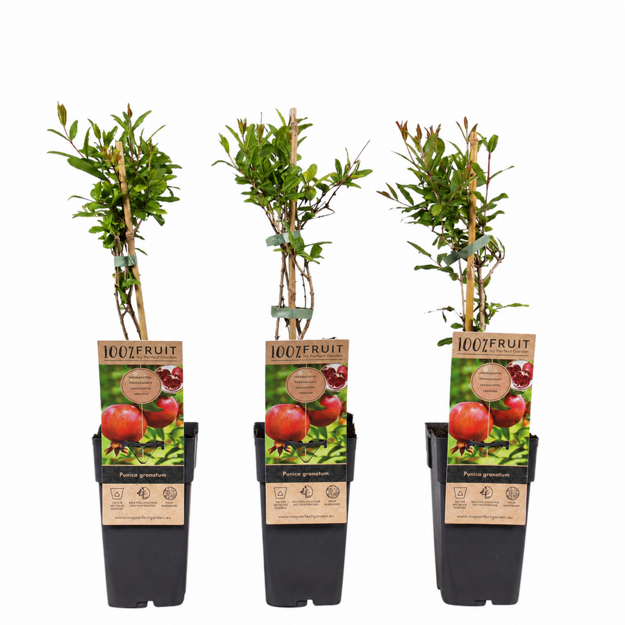 Punica granatum granaatappel | 50 cm hoog | In 15 cm pot | Mediterrane fruitstruik