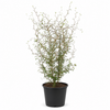 Sophora prostrata 'Little Baby' | 60 cm hoog | 16 cm pot