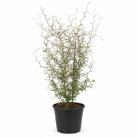 Sophora prostrata 'Little Baby' | 60 cm hoog | In 16 cm pot | Compacte zigzagstruik voor tuin en terras