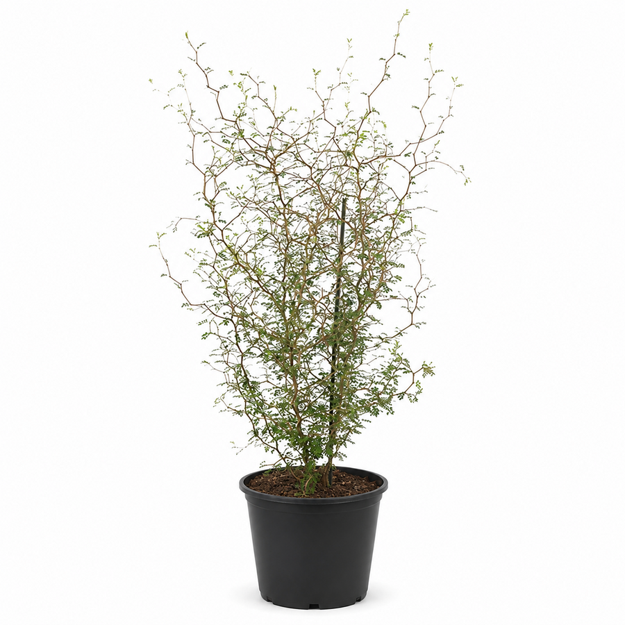 Sophora prostrata 'Little Baby' | 60 cm hoog | In 16 cm pot | Compacte zigzagstruik voor tuin en terras