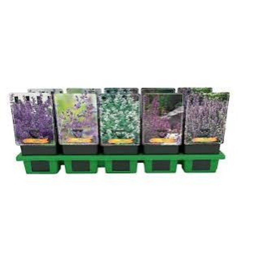Nepeta mix diverse soorten en kleuren | Kattenkruid vaste plant | 11 cm pot | Verkoop per stuk
