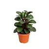 Peperomia clusiifolia 'Red Margin' | 8,5 cm pot | 12 cm hoog