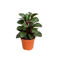Peperomia clusiifolia 'Red Margin' terrariumplant en kamerplant | 8,5 cm pot | 12 cm hoog