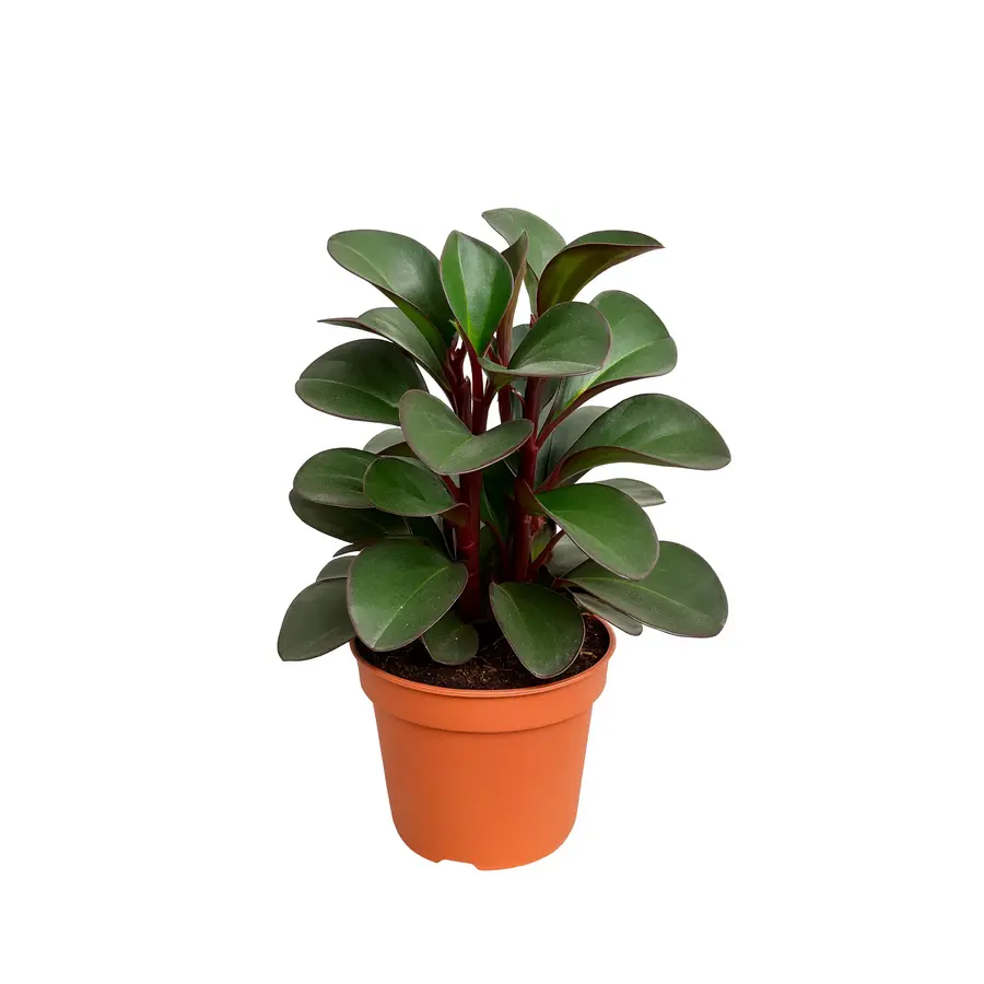 Peperomia clusiifolia 'Red Margin' terrariumplant en kamerplant | 8,5 cm pot | 12 cm hoog