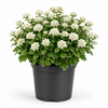 Ajania pacifica 'Pacific White' | 20 cm hoog | 12 cm pot