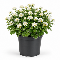 Ajania pacifica 'Pacific White' | Pacifische chrysant | 20 cm hoog | In 12 cm pot