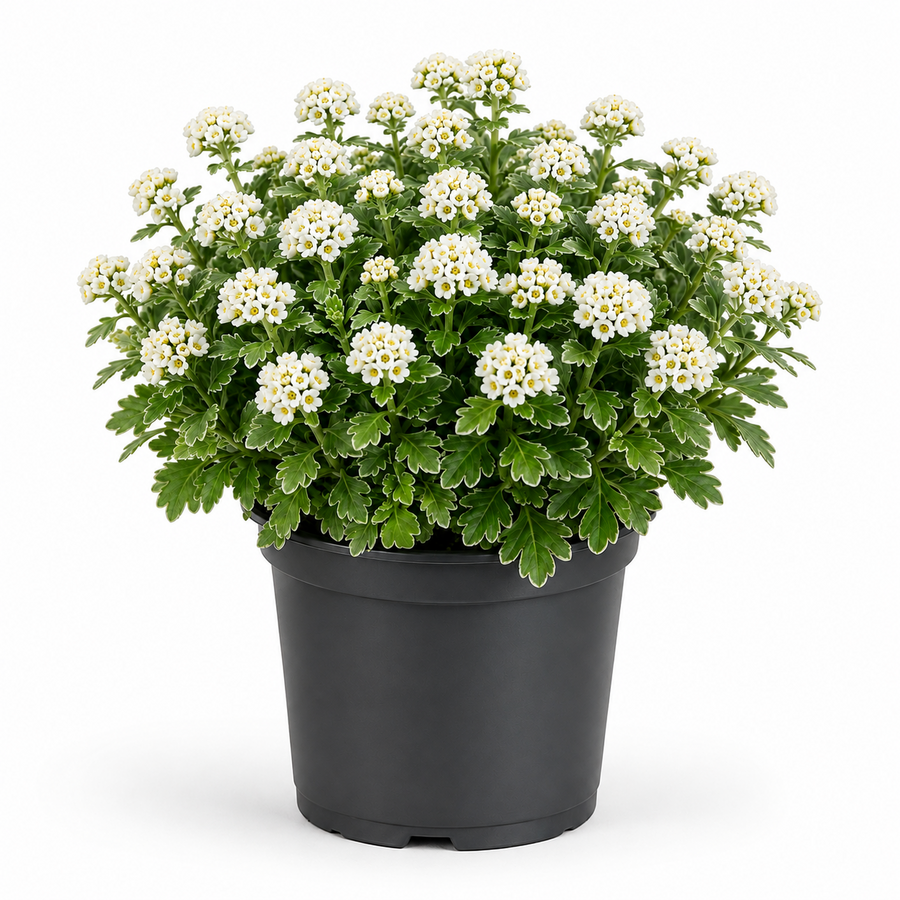Ajania pacifica 'Pacific White' | Pacifische chrysant | 20 cm hoog | In 12 cm pot