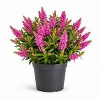 Hebe Naughties 'Bright Pink' struikveronica | 24 cm hoog | In 12 cm pot | Wintergroene tuinplant