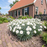Dianthus Dinah | Witte anjer | 15 cm hoog | In 9 cm pot | Rijkbloeiende tuinplant