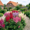 Astilbe gemengde kleuren | 11 cm pot | seizoensafhankelijke hoogte | Verkoop per stuk