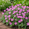 Reigersbek | Erodium 'Bishop's Form' | pot 13 cm | ±10 cm hoog