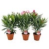 Nerium Oleander gemengde kleuren | 14 cm pot | 50 cm hoog | per stuk
