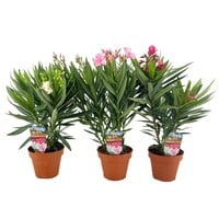 Nerium Oleander gemengde kleuren | Oleander kuipplant | 50 cm hoog | In 14 cm pot | Per stuk