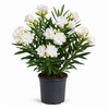 Nerium Oleander White Double F1 | 14 cm pot | 55 cm hoog