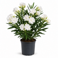 Nerium Oleander White Double F1 | Oleander met witte dubbele bloemen | 55 cm hoog | 14 cm pot