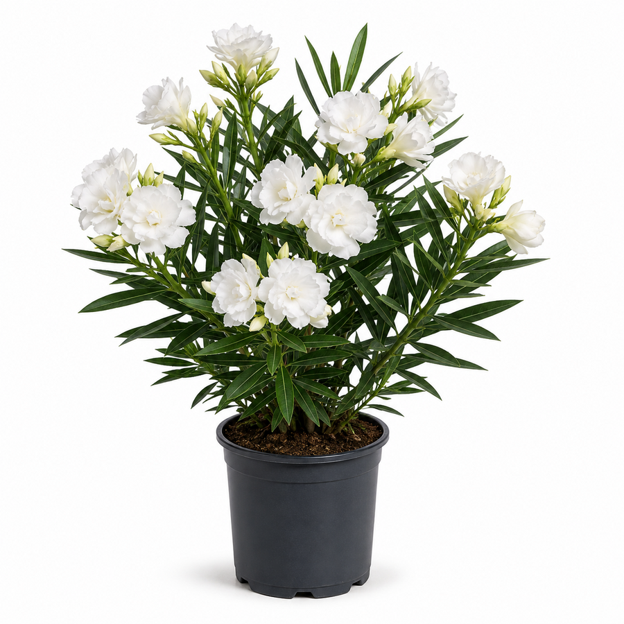 Nerium Oleander White Double F1 | Oleander met witte dubbele bloemen | 55 cm hoog | 14 cm pot