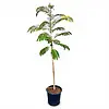 Albizia julibrissin | Slaapboom | 150 cm hoog | 23 cm pot