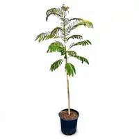 Albizia julibrissin (slaapboom) | 150 cm hoog | In 23 cm pot | Sierlijke tuinboom met roze bloei