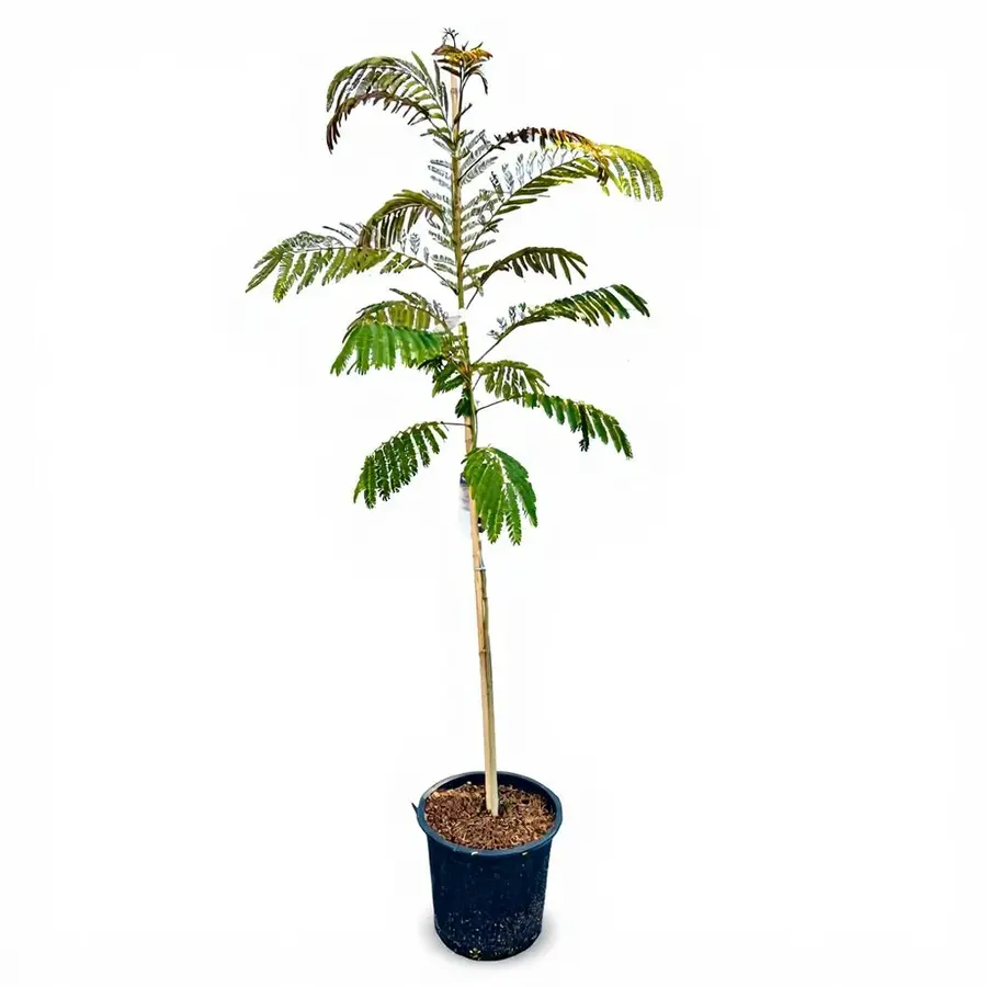 Albizia julibrissin (slaapboom) | 150 cm hoog | In 23 cm pot | Sierlijke tuinboom met roze bloei