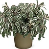 Salvia officinalis 'Tricolor' | 25 cm hoog | 15 cm pot