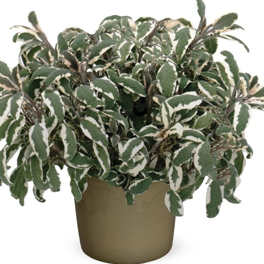 Salvia officinalis 'Tricolor' | Bonte salie | Ca. 25 cm hoog | In 15 cm pot | Sierlijke kruidenplant